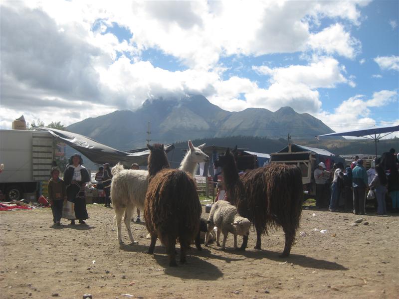 Lamas auf dem mercado animales